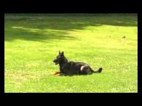 Cassiopea Yucero Bohemia - Obedience 5/2012