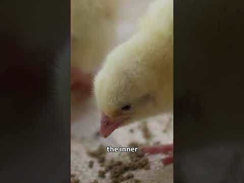 Broiler Chicken Farming broilerchicken poultryfarming chicken poultrymanagement