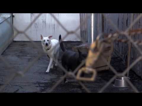 City of Dogs: Media Analysis