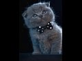 Shonen Knife - I am a Cat 