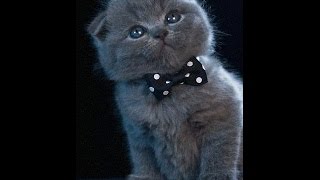 Shonen Knife - I am a Cat