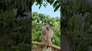 Download lagu Lure the Sound of Turtledove Birds mp3