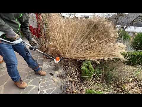 Miscanthus pruning in February
