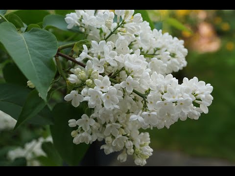 Beautiful  calm relaxing music for sleeping, studying, working vol 25