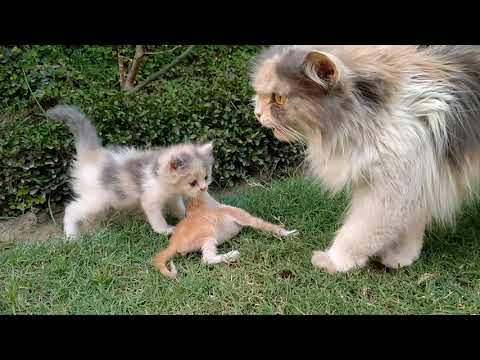 Mom Cat Trust Human Dad And Left Her Kittens Alone