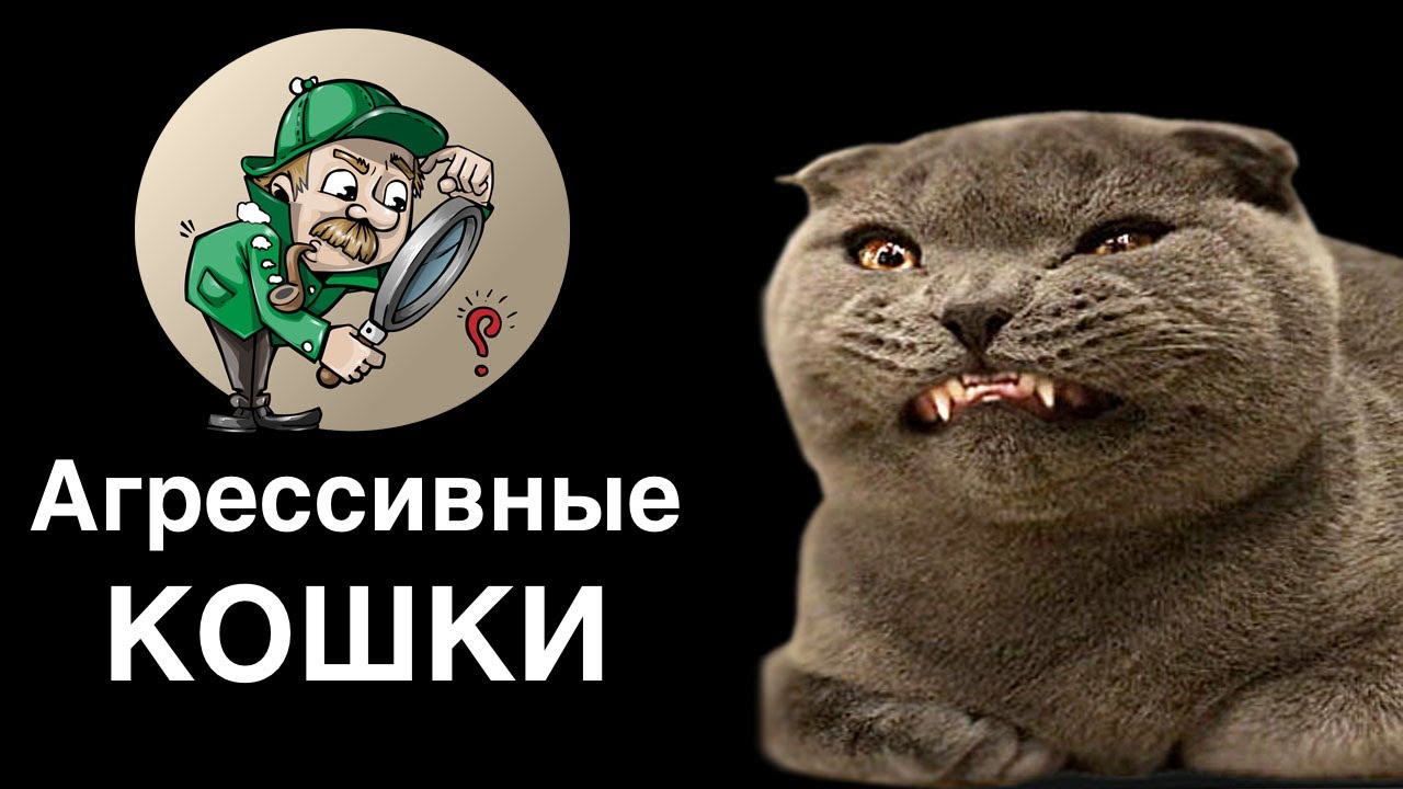 Агрессивный кот - как проявляется кошачья агрессия? Когда агрессия кошки норма и когда проблема
