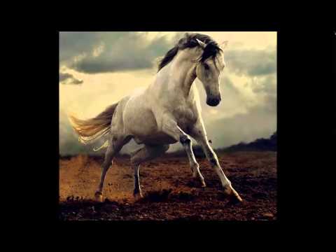 Xamanica - The Horse/Power Animals (Nialls)