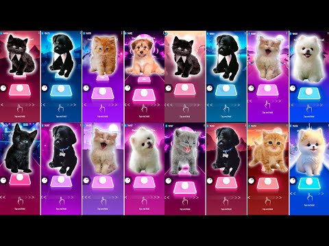CUTE CAT DANCE MONKEY & JISOO FLOWER & JISOO FLOWER & CUTE DOG BARBIE GIRL & BLOODY MARY & WAKA WAKA