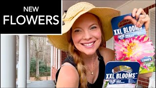 Dahlias at LOWE’S!!🌸🌸Dinner-Plate Dahlias & Garden\Farm Chores