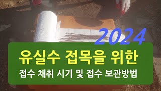 2024 유실수 접목을 위한 접수 채취 시기 및 보관방법. 접붙이기. 품종갱신
