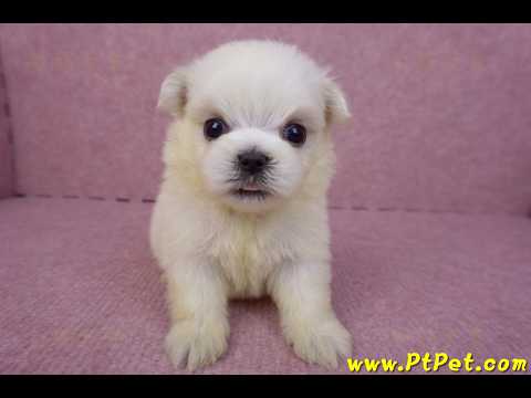 03/20馬爾濟斯公幼犬2號