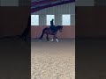 Ruin Zangersheide Te koop 2005 Donker bruin / bai ,  Diarado Holst Warmblut