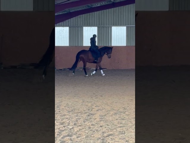 Ruin Zangersheide Te koop 2005 Donker bruin / bai ,  Diarado Holst Warmblut
