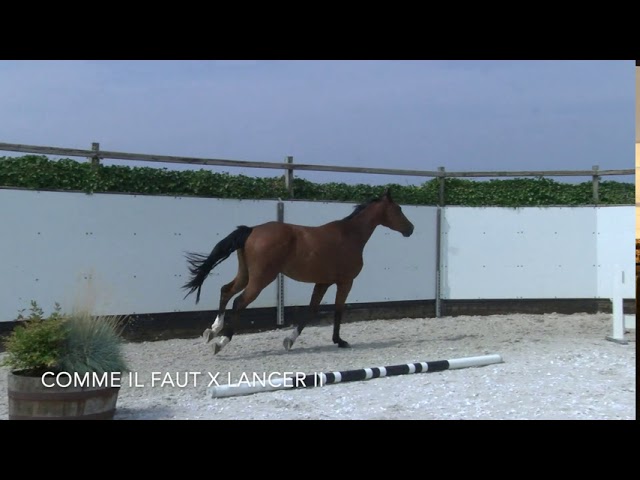 Milmé Type & Movements
