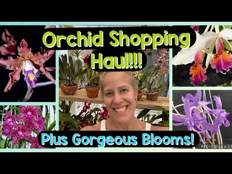 Extraordinary orchid Haul plus Bloom show as well!!