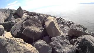 The Great Salt Lake  Orb Spiders