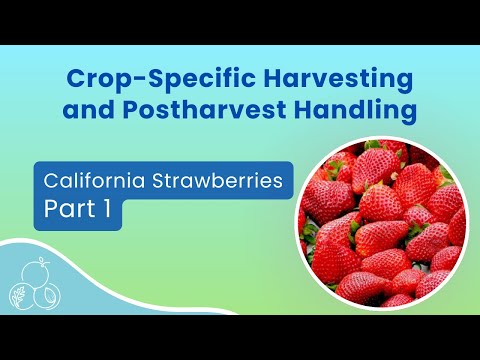 California Strawberries: Quality and Safety | Part 1