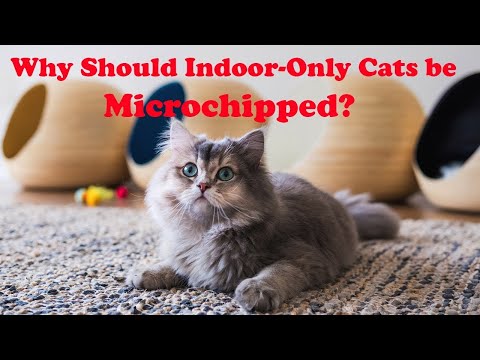 Why Should Indoor Only Cats be Microchipped?