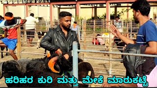 Harihar sheep and goats market update | Every Tuesday morning bazar Karnataka India