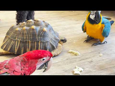 Parrots feed the turtle. Попугаи кормят черепаху.