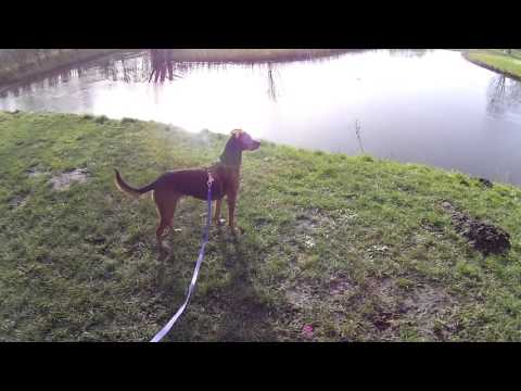 download lagu mp3 mp4 Bat Leash, download lagu Bat Leash gratis, unduh video klip Bat Leash