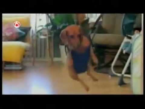 Funny Animal Clips - America's Funniest Home Videos part 324