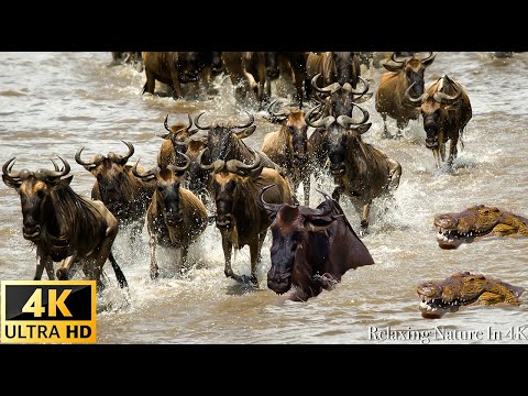 Wildlife of Serengeti National Park: Home To The Great Migration