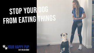 STOP YOUR DOG FROM EATING THINGS