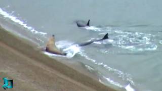 Filmed by Accident, But Blew Up the Internet! Crazy Moments with Animals!
