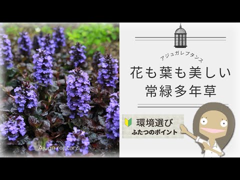 アゲラティナについて詳しく解説