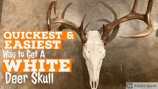QUICKEST &amp; EASIEST DIY Method to Get a Super WHITE DEER Skull
