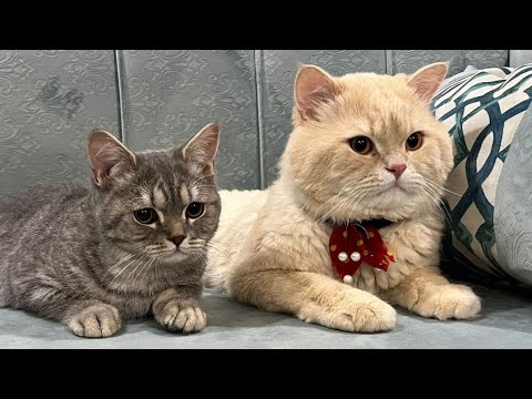 how to keep your cat healthy and happy || most popular cat breed