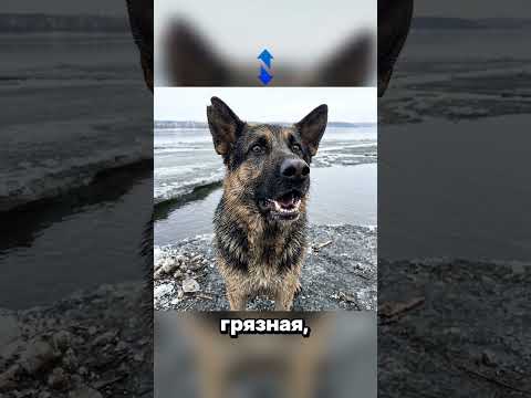 Рекс , трагедия века …