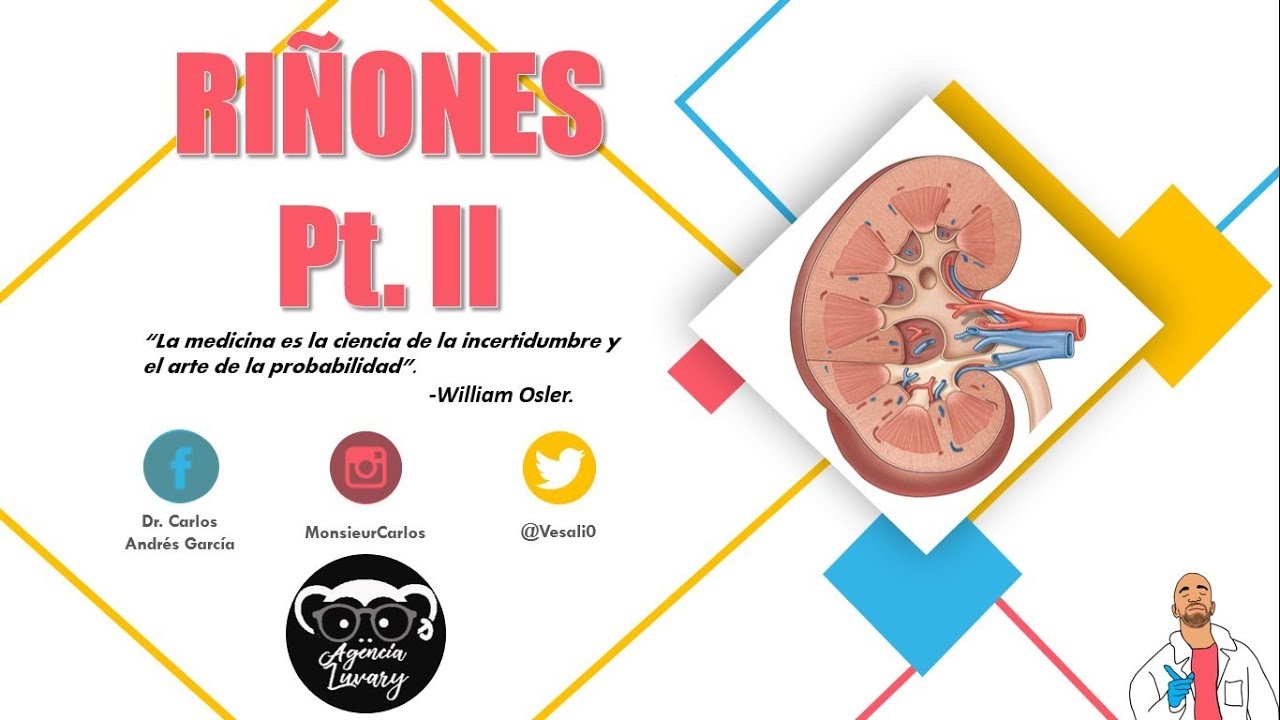 Anatomía - Riñón Pt. II (Corteza, Médula, Seno Renal, Vasos y Nervios)