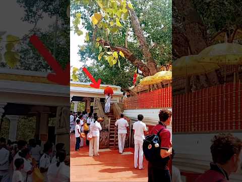 මොනවද මේ ශ්‍රී මහා බෝධියේන්  ගෙන එන්නේ?💥🙏Items being removed from the Sri Maha Bodhi🙏#buddha #rare