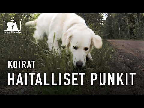 , title : 'Koirat: Näin hillitset haitalliset punkit'