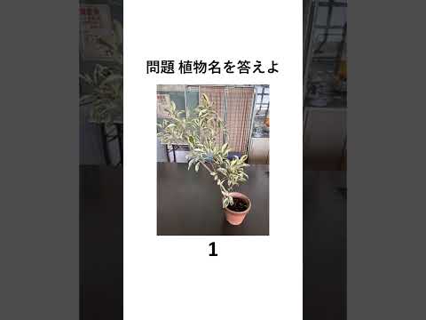 園芸 腺性アイランサス、偽中国ニス、スティンキーアッシュ