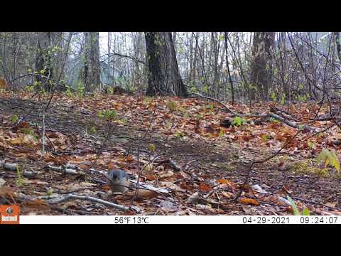 042921 1024AM Tufted Titmouse