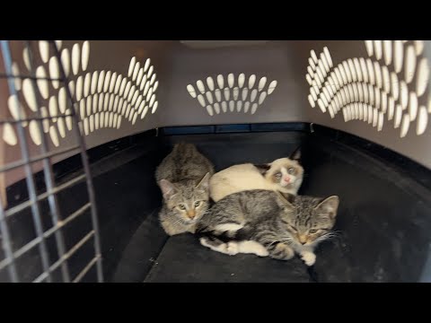 Oops Kris did it again