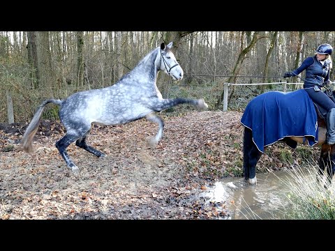 Wassertraining als Handpferd - Falco & Bourbon Folge 4