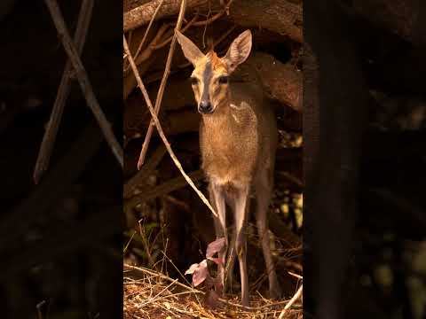 5 unglaubliche Ducker Fakten. Diese Antilope frisst, was du nie erwartest! Unglaublich!