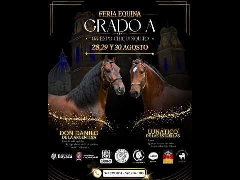 FERIA EQUINA GRADO A 106 EXPO CHIQUINQUIRÁ - DÍA 3 - ASNALES Y MULARES / PASO FINO COLOMBIANO