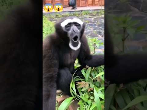 Gibbon monkey sound | Funny monkey video ❤️ #shorts