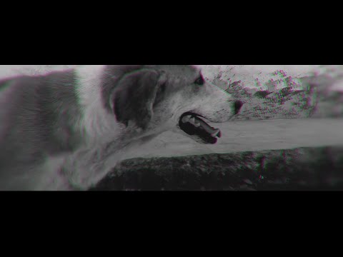 Vida de Perro - Nanpa Básico (Vídeo Oficial )