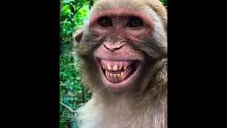 Download lagu Monyet ketawa mp3