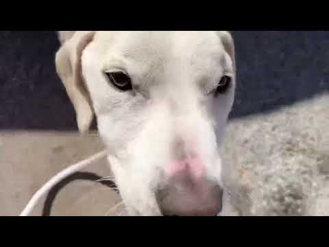 Renlo update! - Stray Rescue of St. Louis