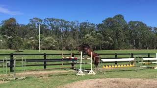Tulara Casciado. Cascadello I/Diarado. A beautiful young colt rising 4 years old now in partnership with Jamie Kermond and Jamie Winning.