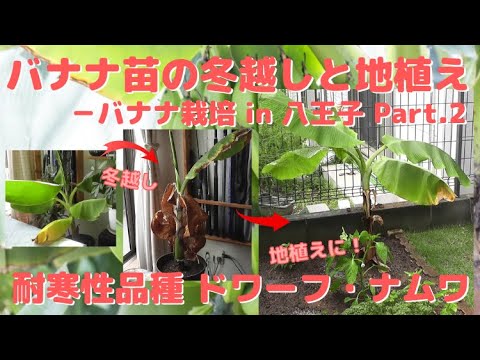 園芸 インド産のドワーフバナナの木