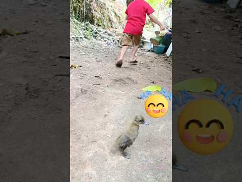the duck is so naughty #shorts #funny