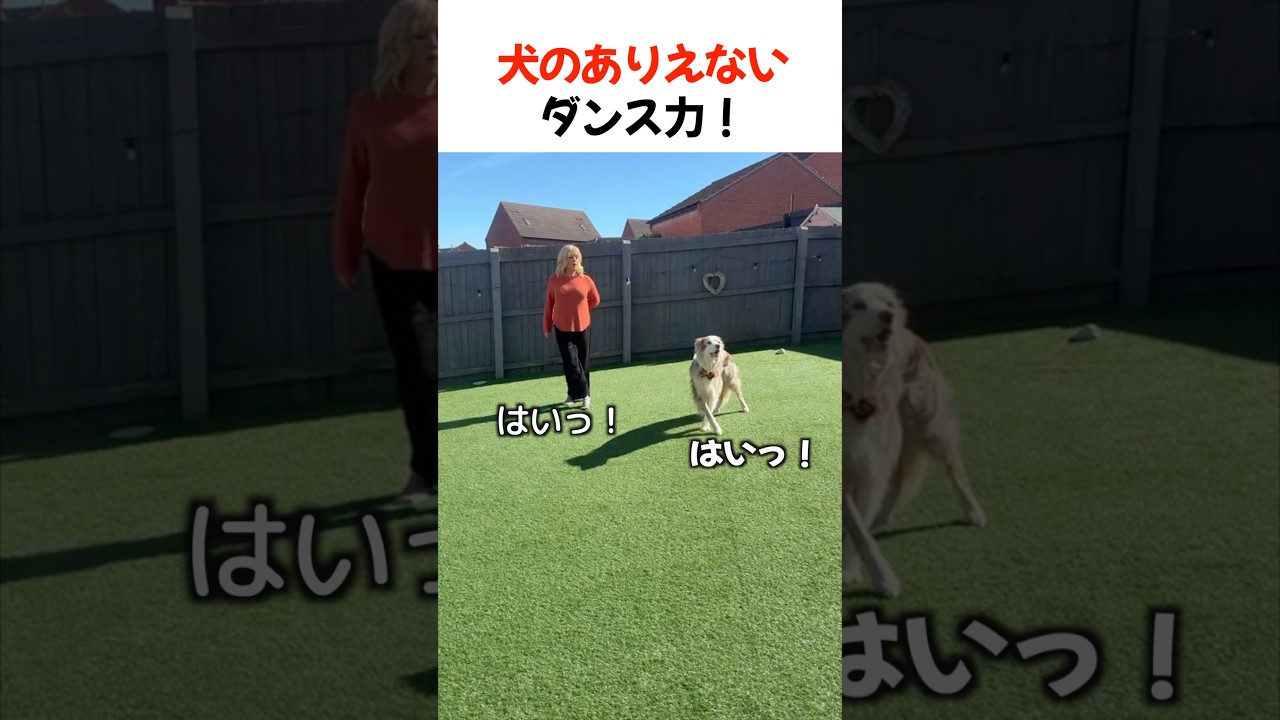 犬のありえないダンス力！